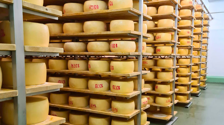 Locally Produced Cheese from São Jorge Island, photo by our Portuguese Market Manager João