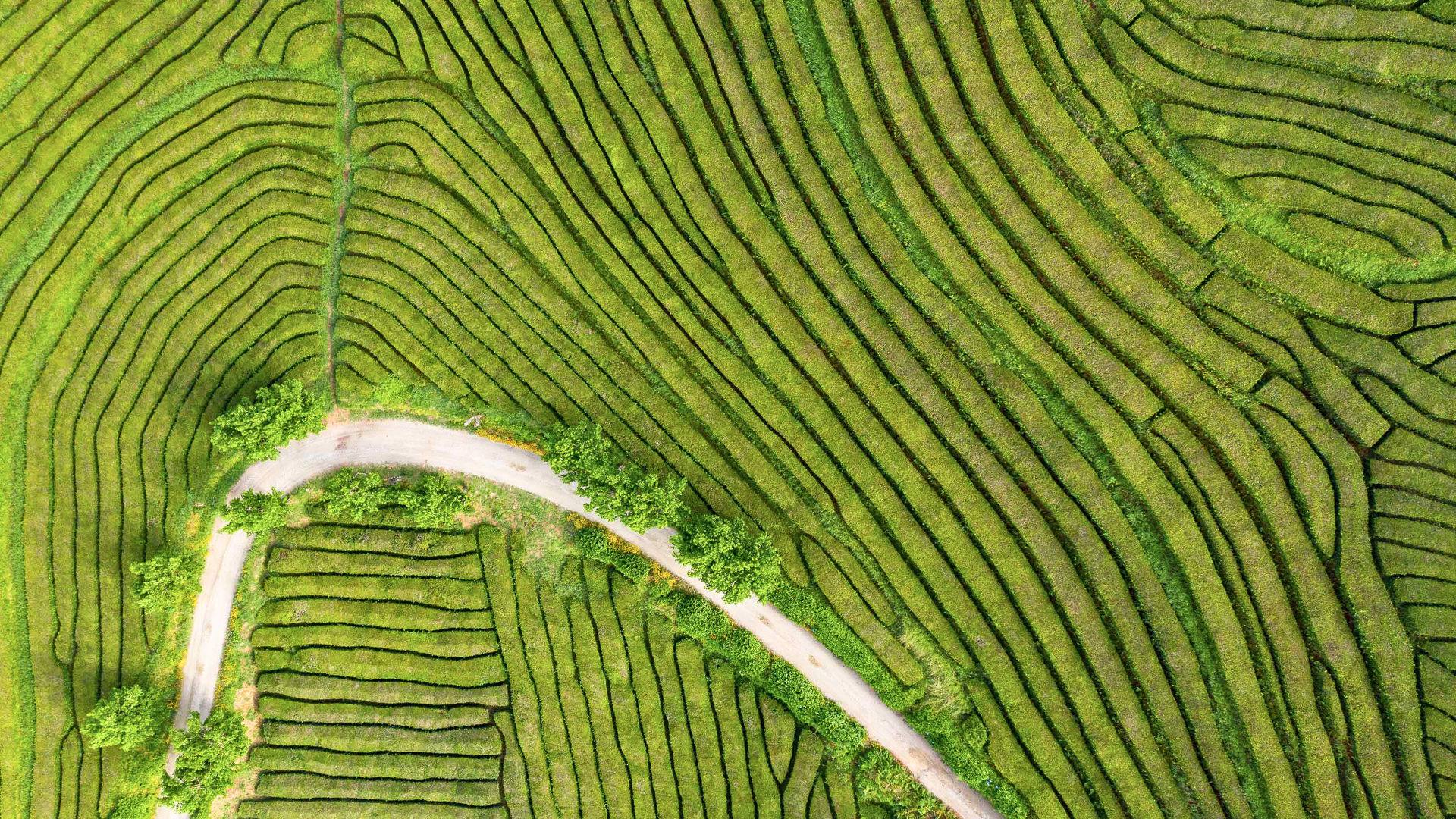 Gorreana Tea Plantations, São Miguel Island