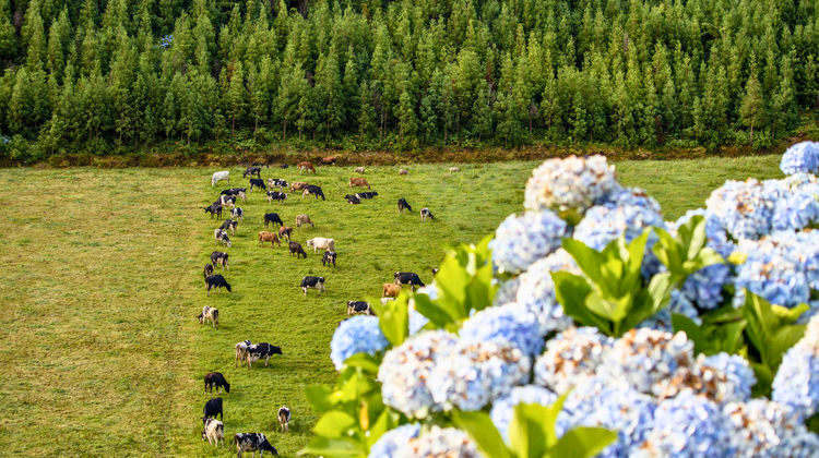Scenic view of cows grazing in a green pasture surrounded by hydrangeas on São Miguel Island, Azores