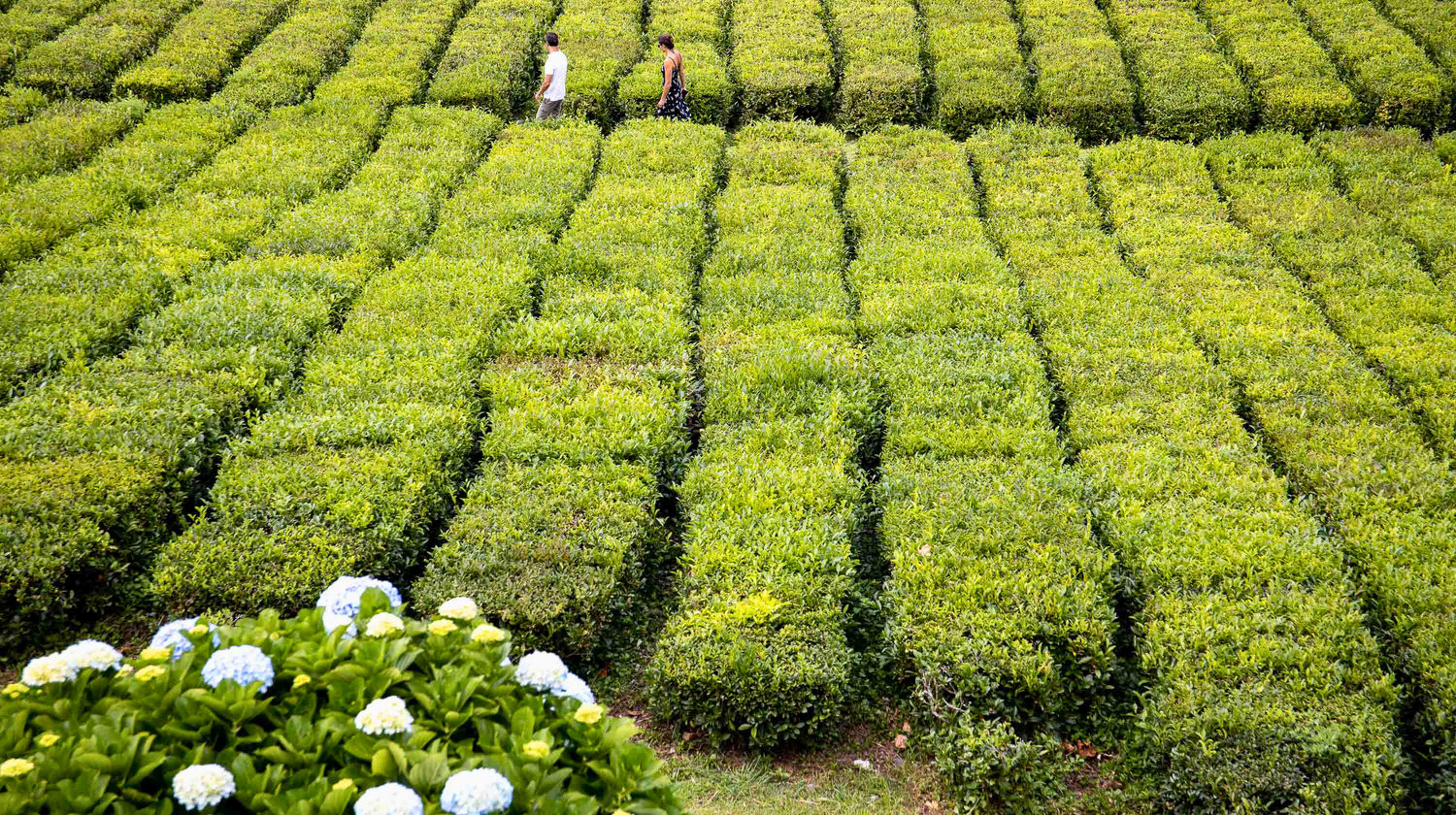 Gorreana Tea Plantations - São Miguel Island