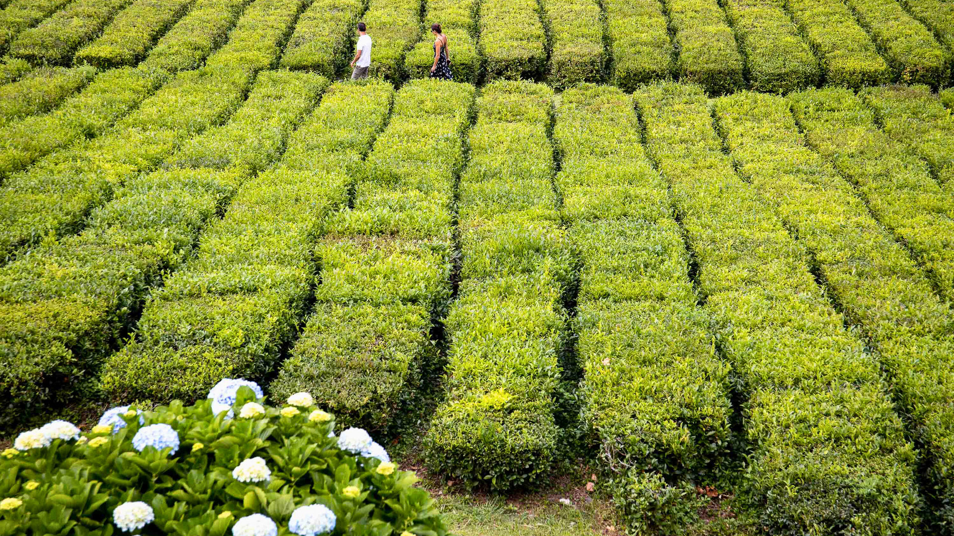 Gorreana Tea Plantations - São Miguel Island