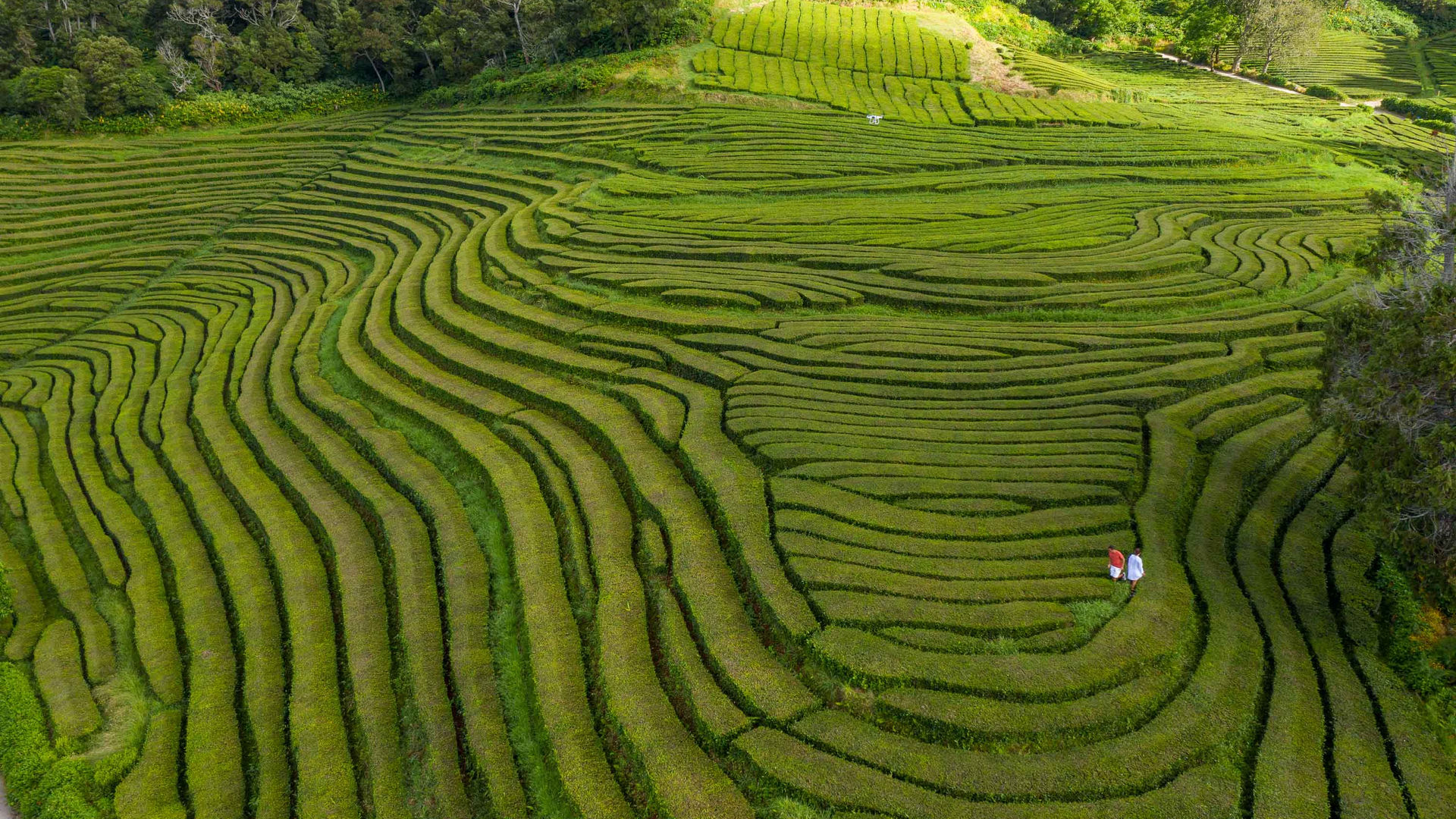 Tea Plantations, São Miguel Island