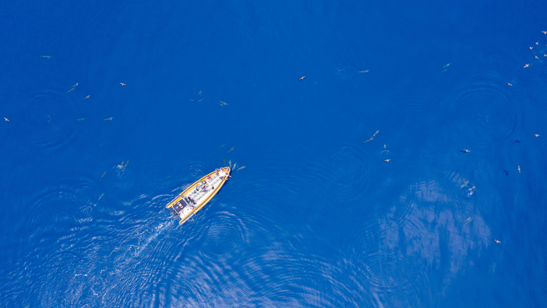 Whale & Dolphin Watching, São Miguel Island