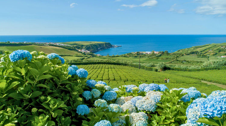 Panoramic view of hydrangeas blooming along Porto Formoso tea plantations in São Miguel Island, Azores