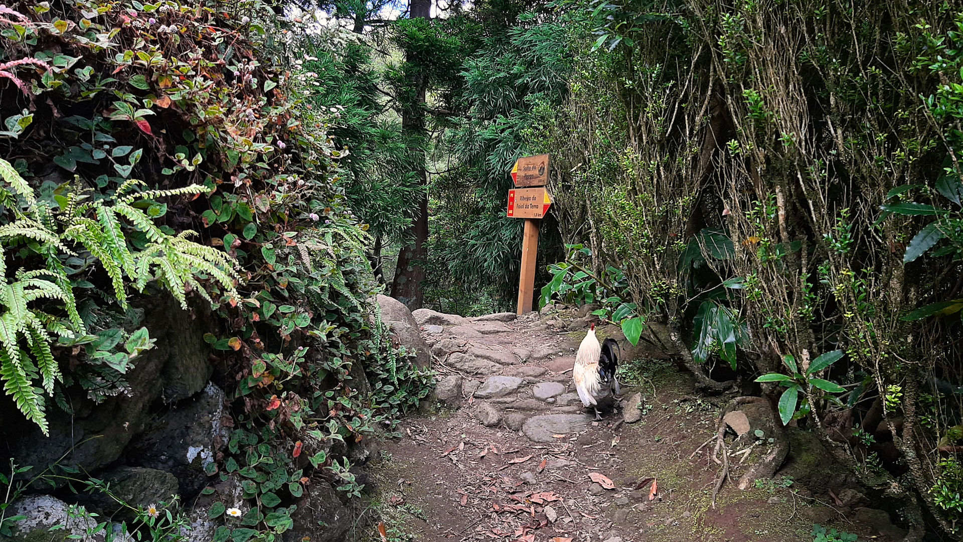 Salto do Prego/Sanguinho Trail, photo by our Quality Assurance Analyst Marina
