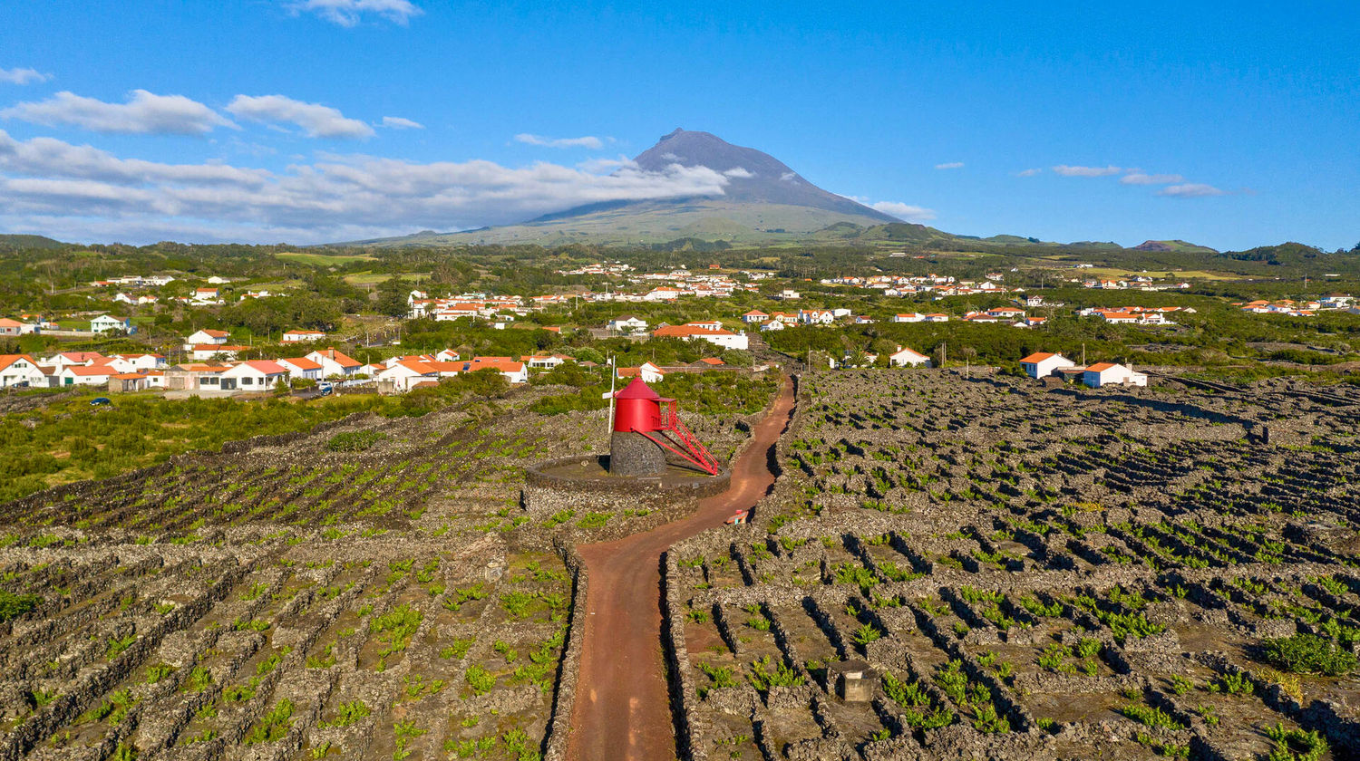 Aerial view of the Criação Velha vineyards with Pico Mountain in the background on Pico Island, Azores.