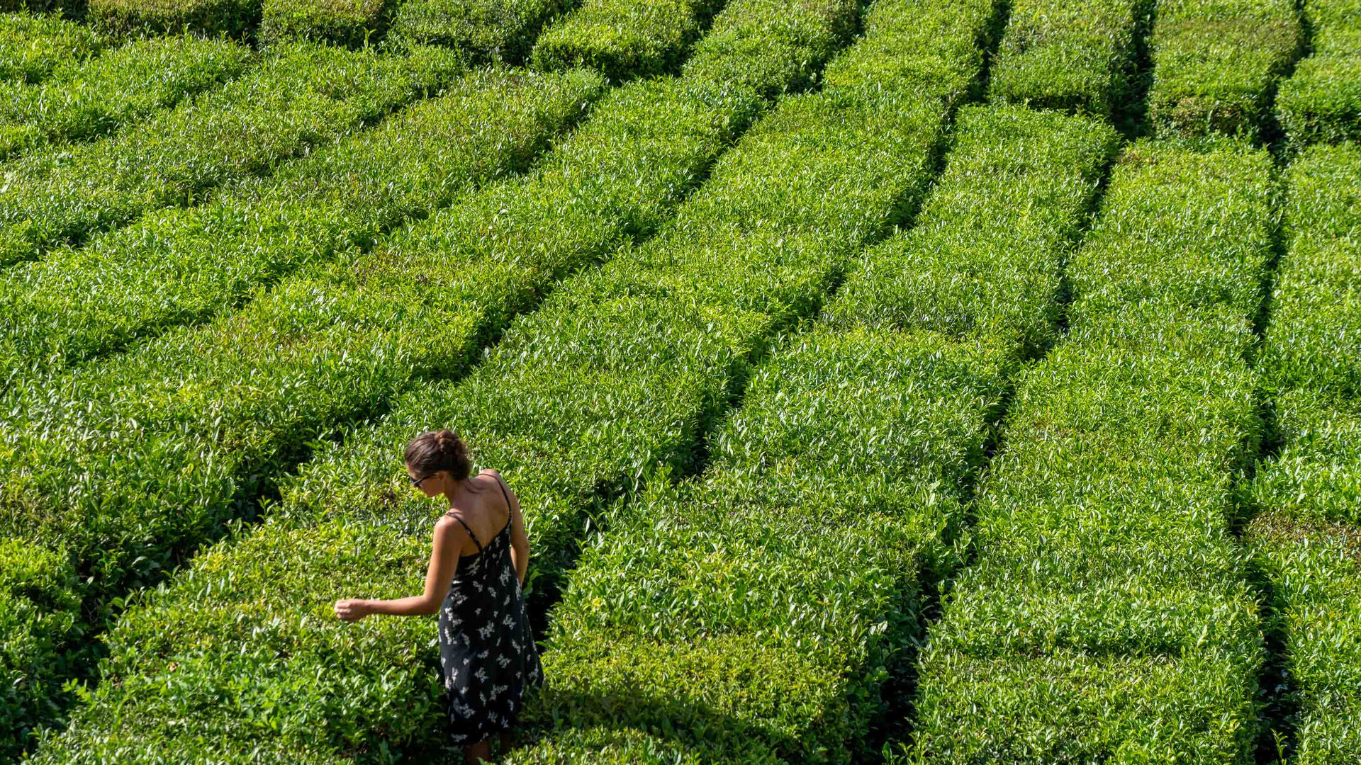 Porto Formoso Tea Plantations, São Miguel Island, The Azores