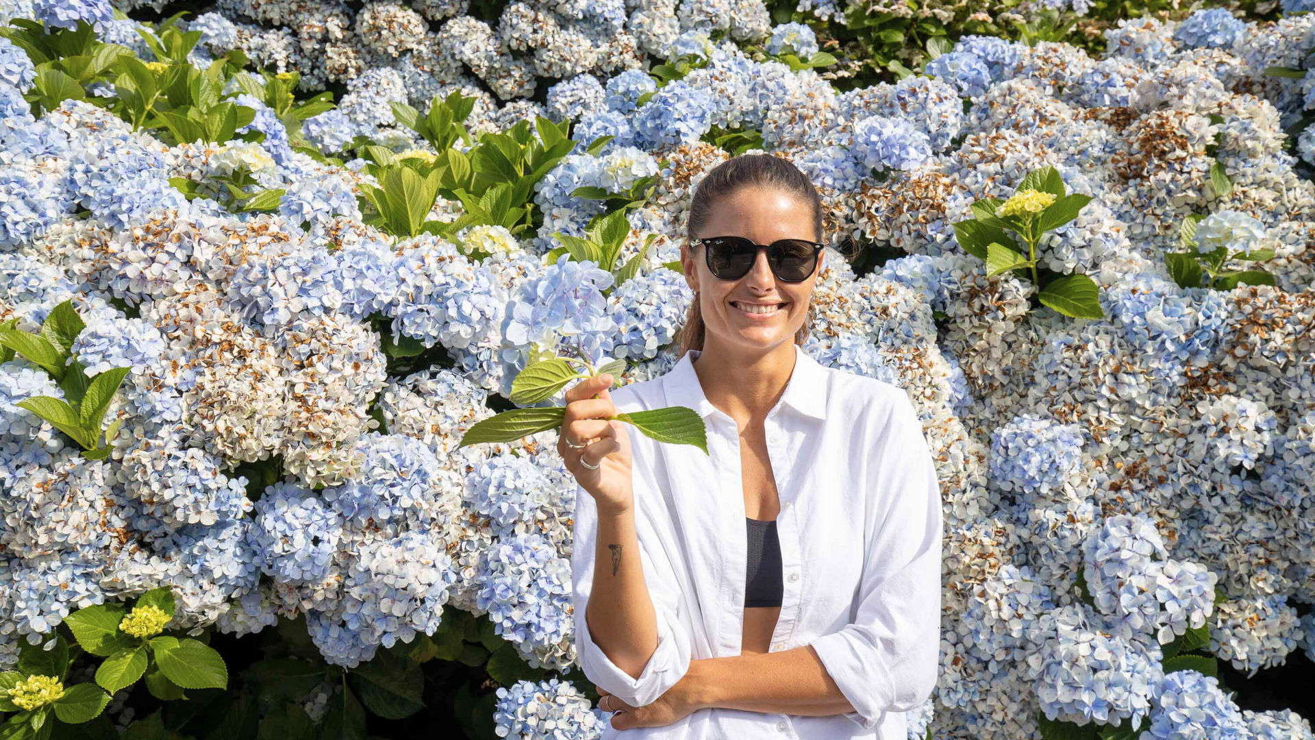 Hydrangeas in São Miguel Island, The Azores
