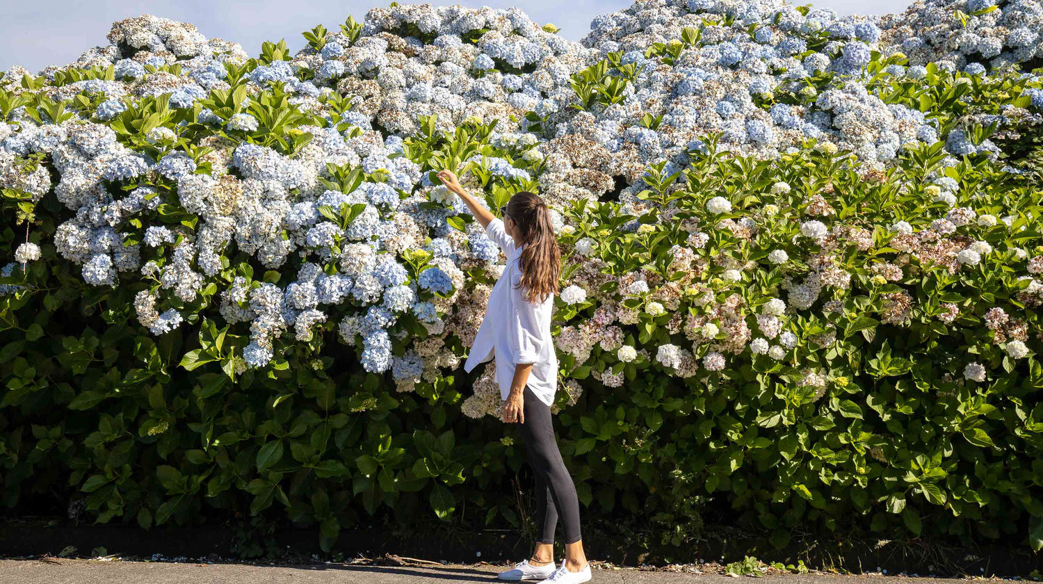 Woman Admiring Blooming Hydrangeas in São Miguel Island, Azores