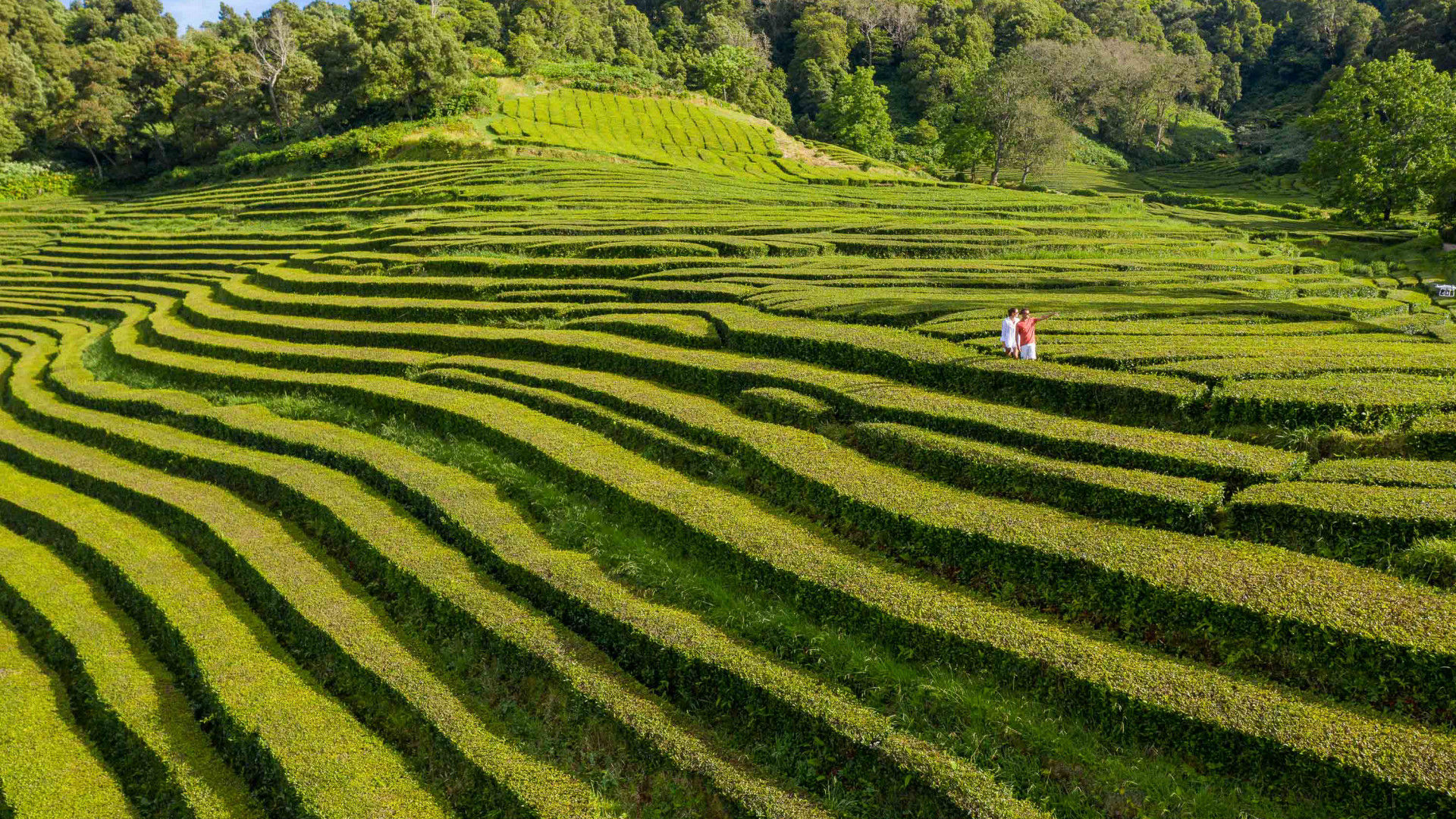 Discover the lush fields of Gorreana, the oldest tea plantation in Europe, on São Miguel Island.