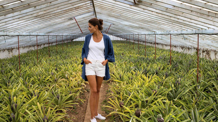 Pineapple Plantations, São Miguel Island