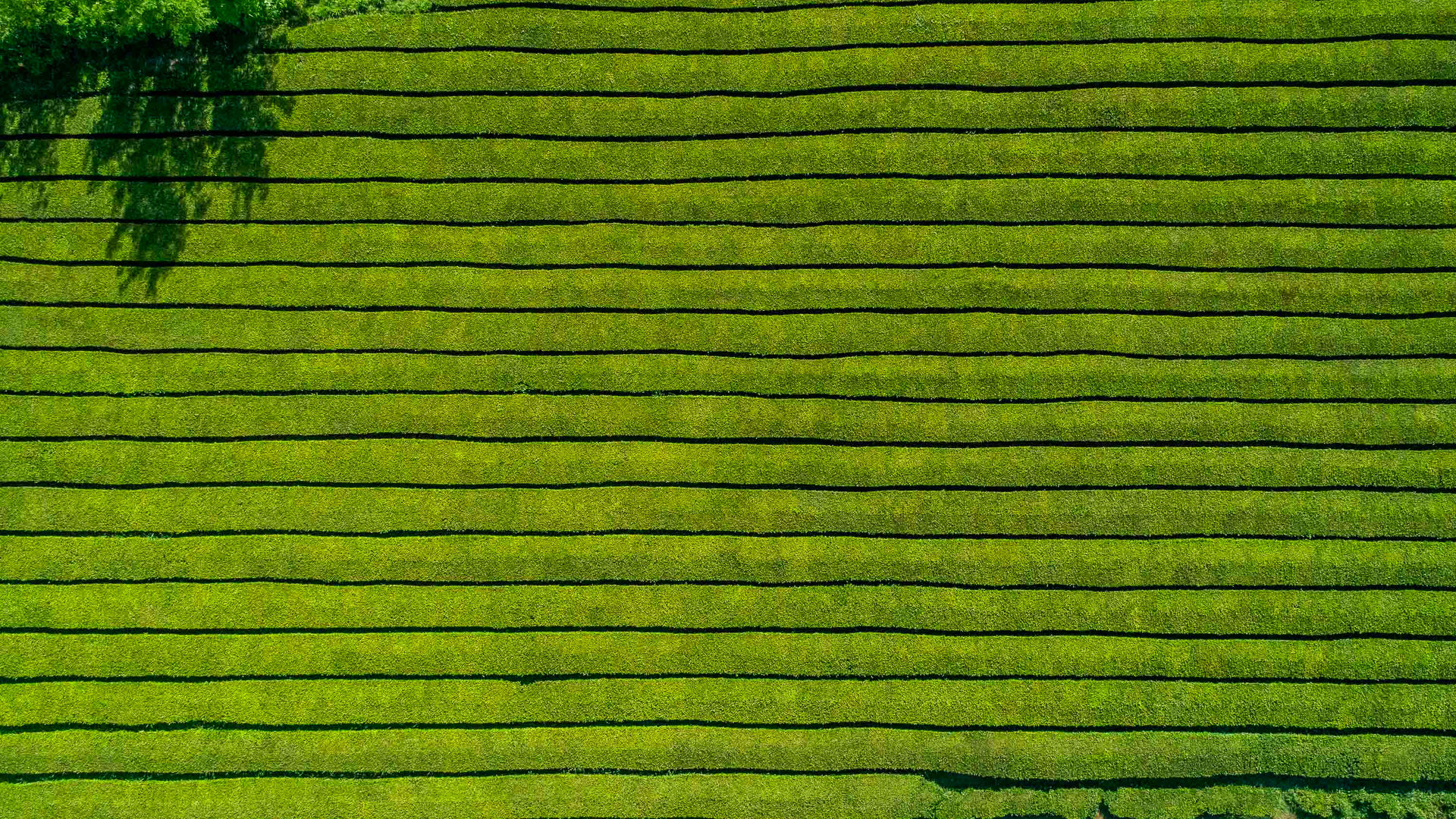 Gorreana Tea Plantations, São Miguel Island