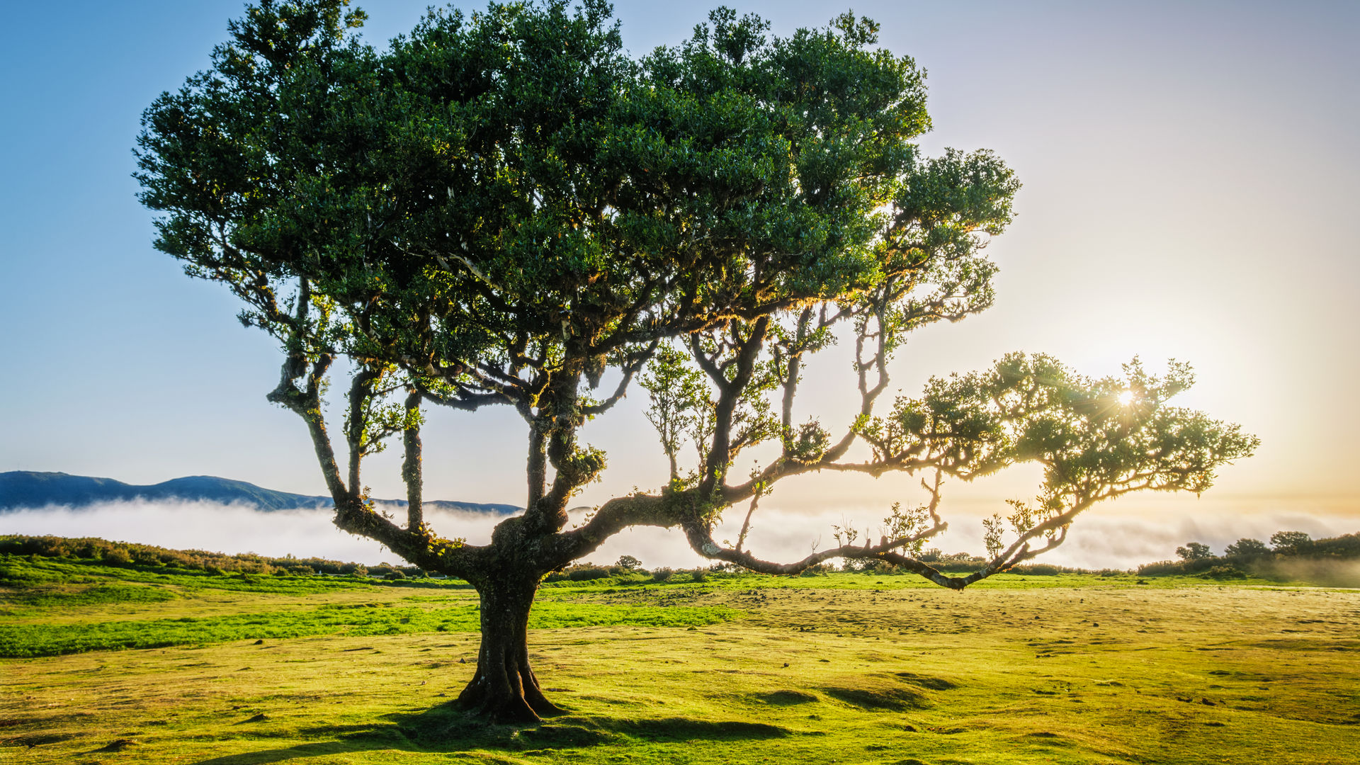 Fanal Forest in Madeira Island, Portugal