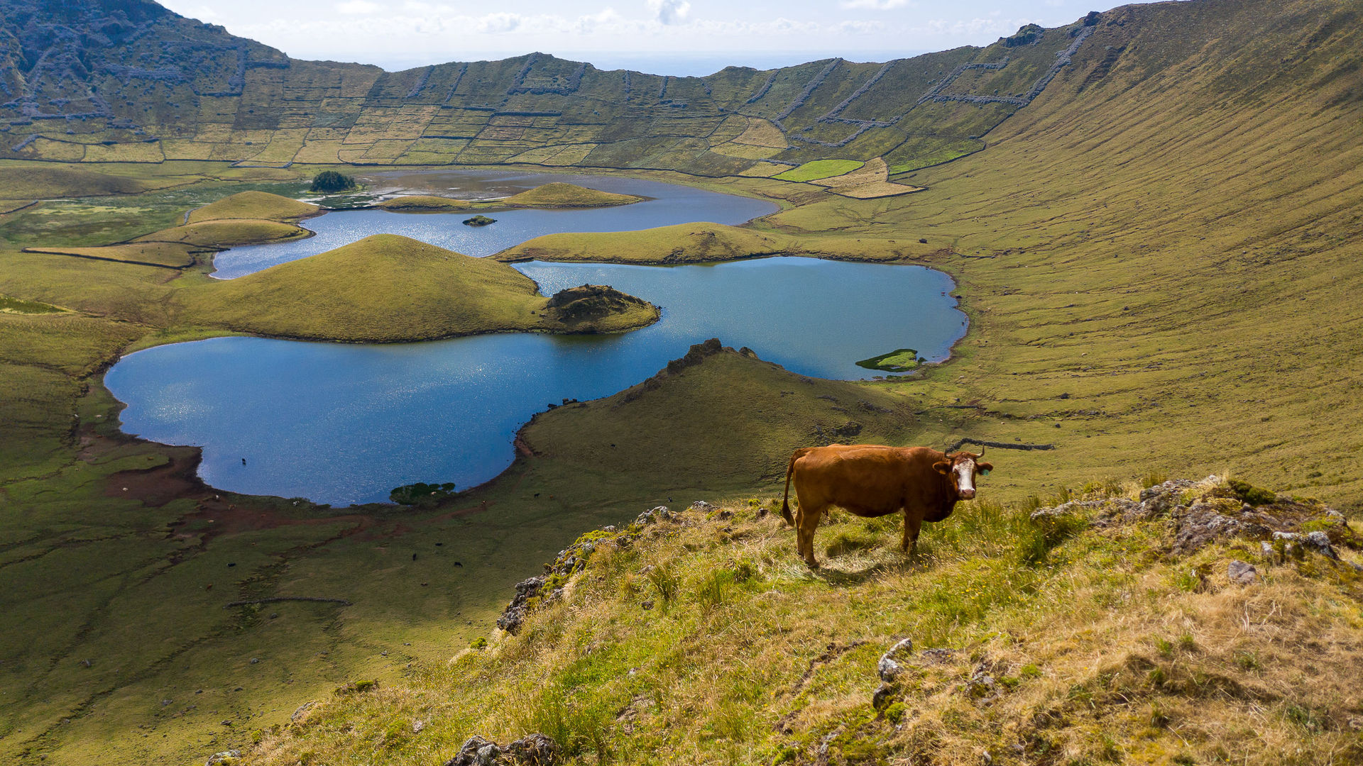 Caldeirão crater and grazing cows, Corvo Island