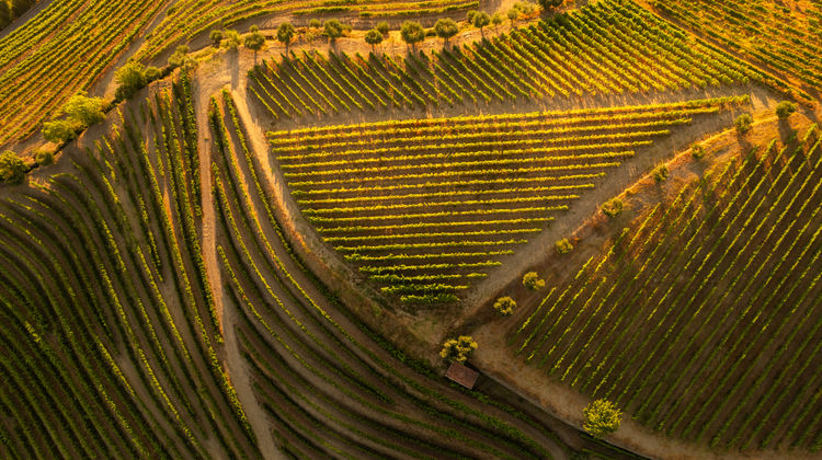 Douro Valley Vineyards