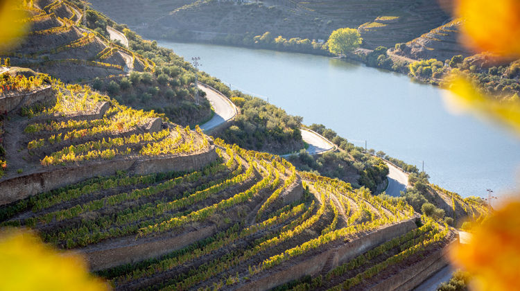 Terraced vineyards descending toward the Douro River, with sunlight illuminating the vineyard rows and river below. The image captures the steep slopes and river proximity typical of the Douro Valley wine region.