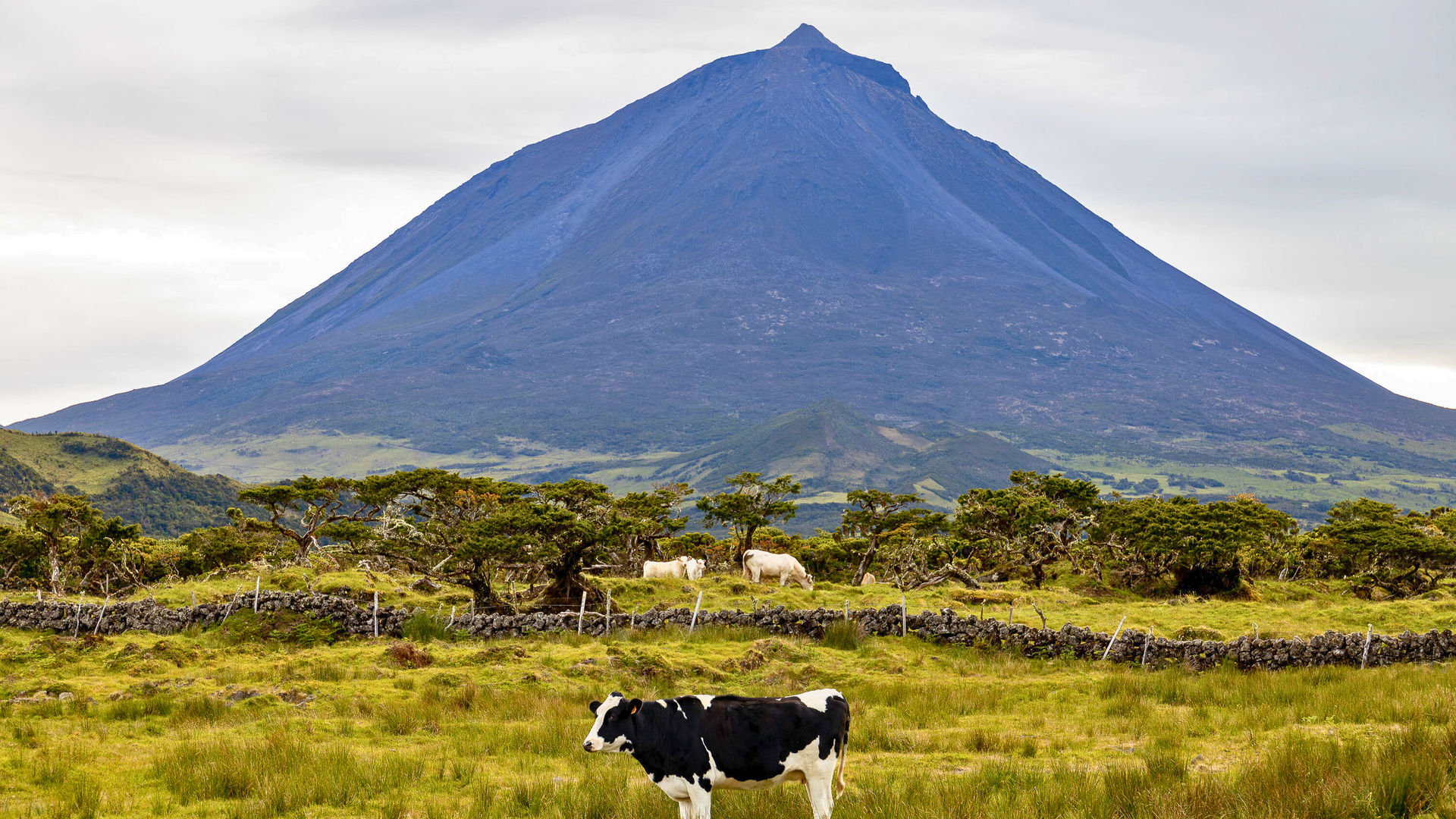 Cow Pasture & Pico Mountain, Pico Island