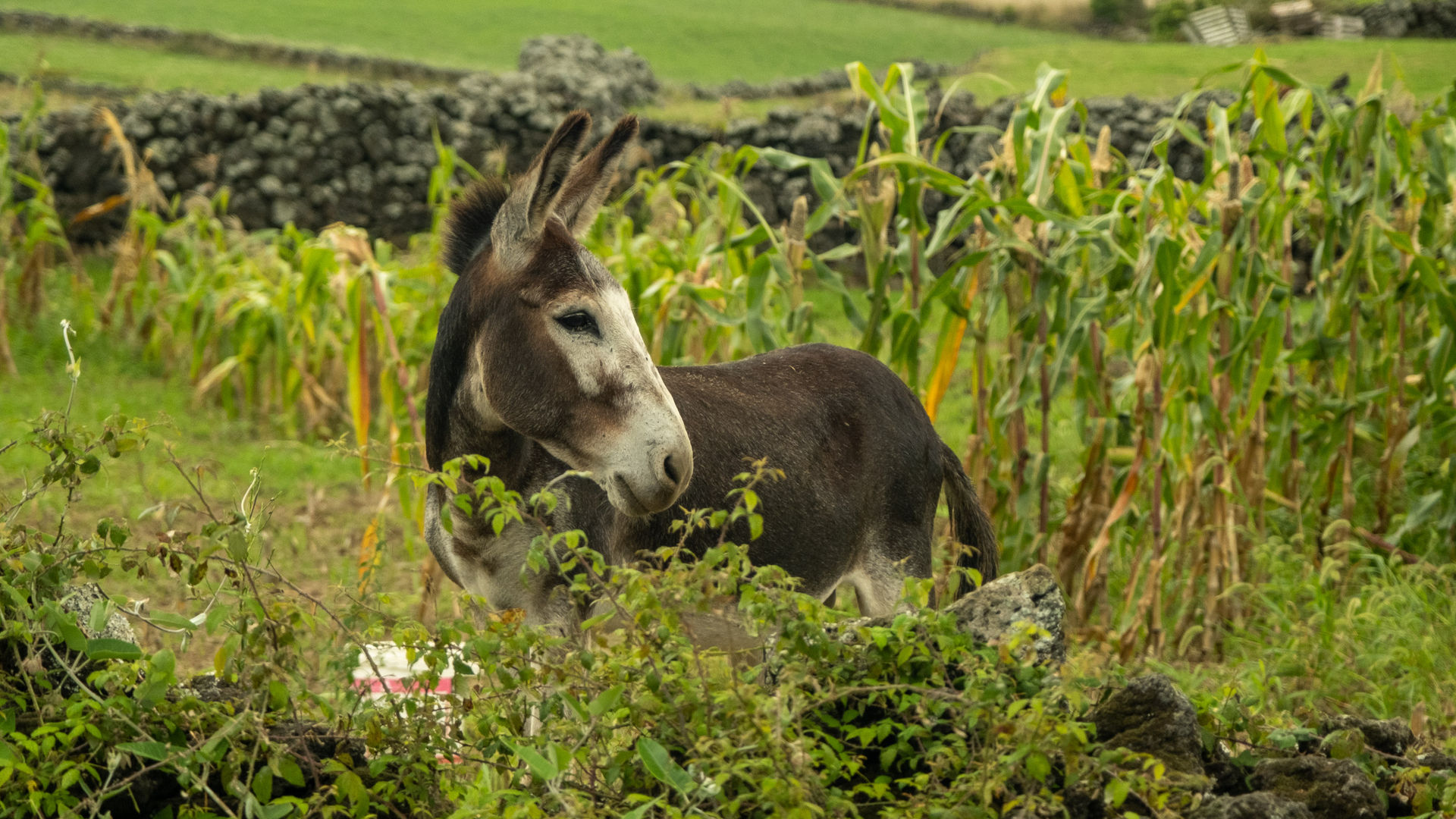 Burros Anões, Ilha Graciosa