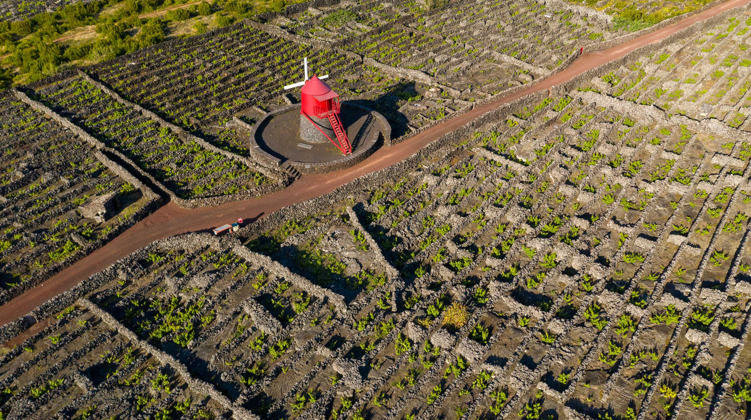 Paisagem Cultural da Vinha, Ilha do Pico