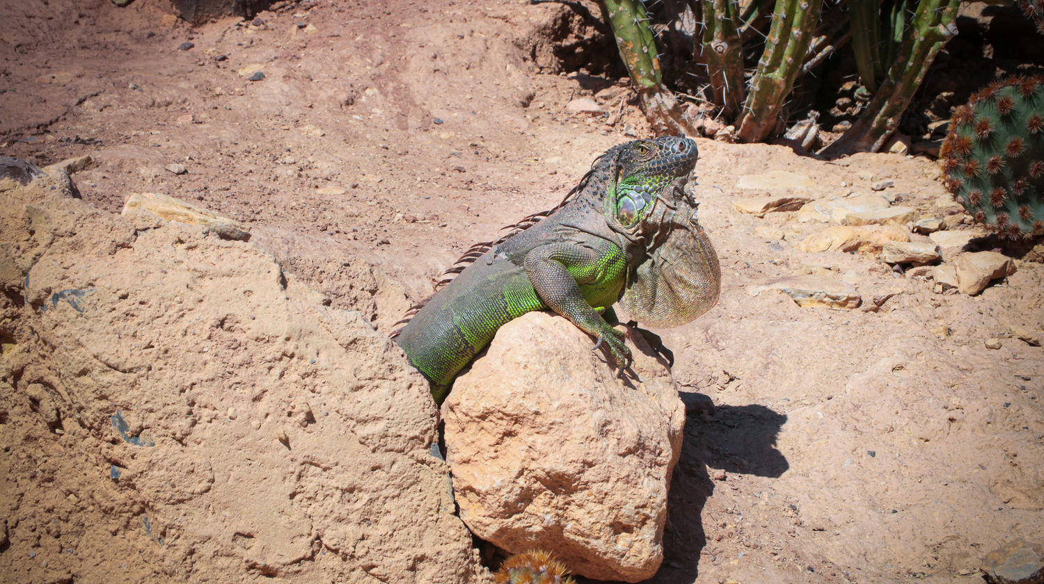 Crocoparc Agadir