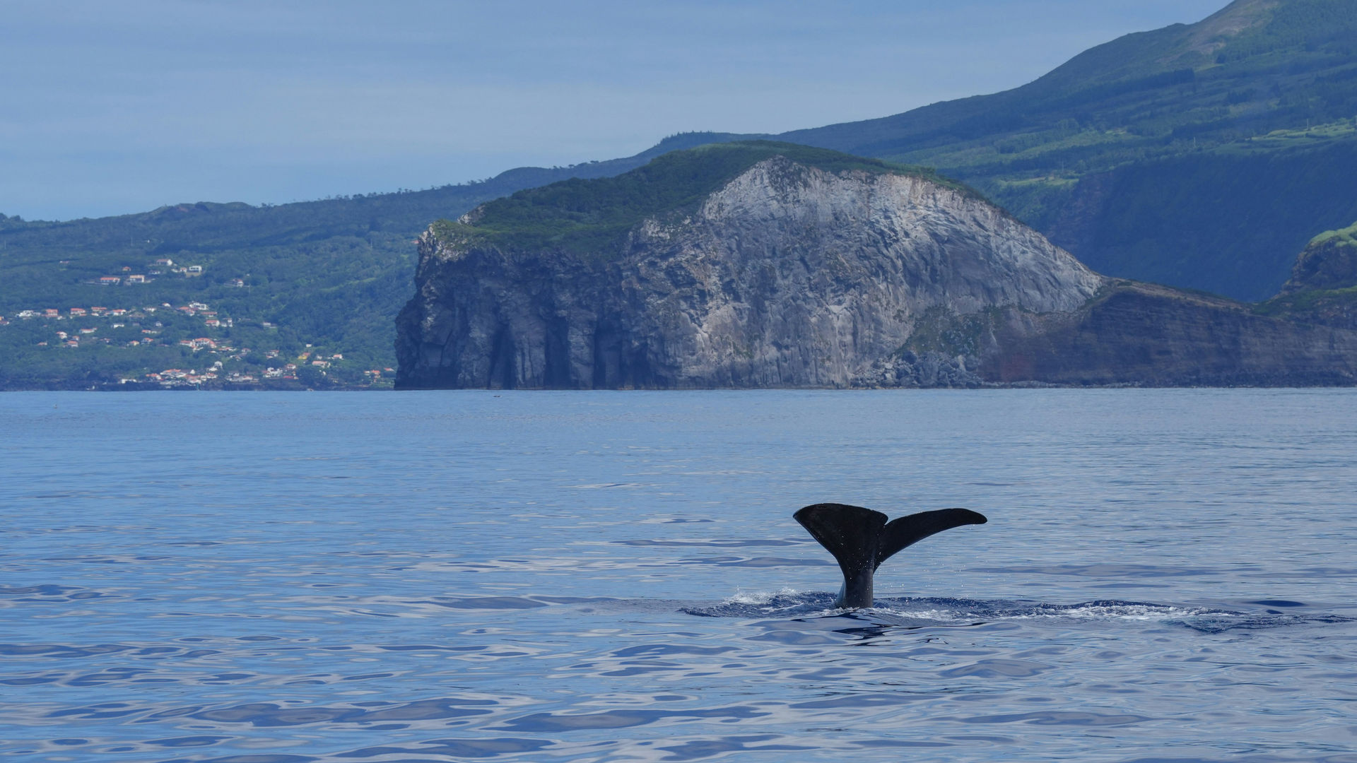 Observação de Baleias e Golfinhos