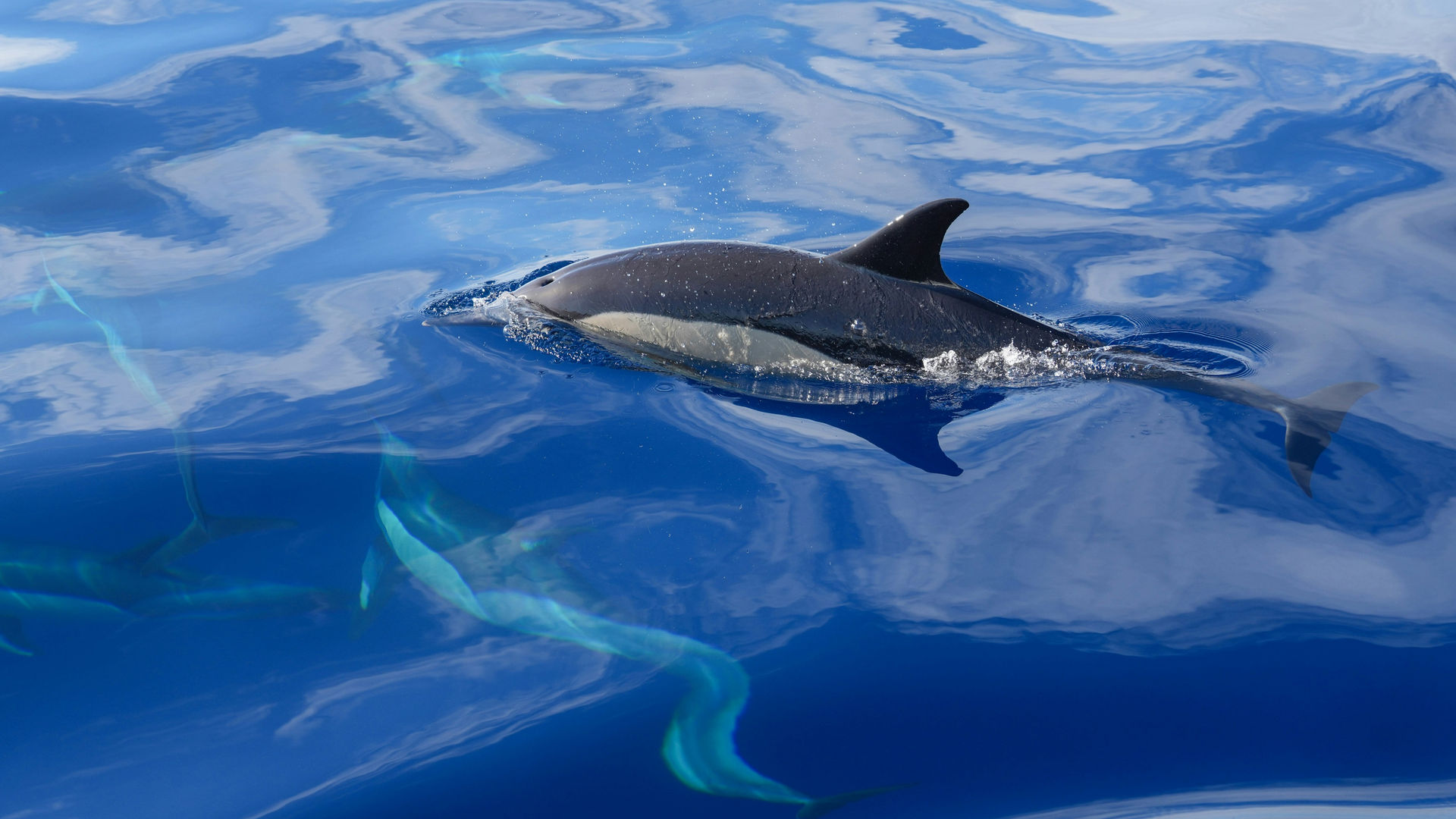 Observação de Baleias e Golfinhos