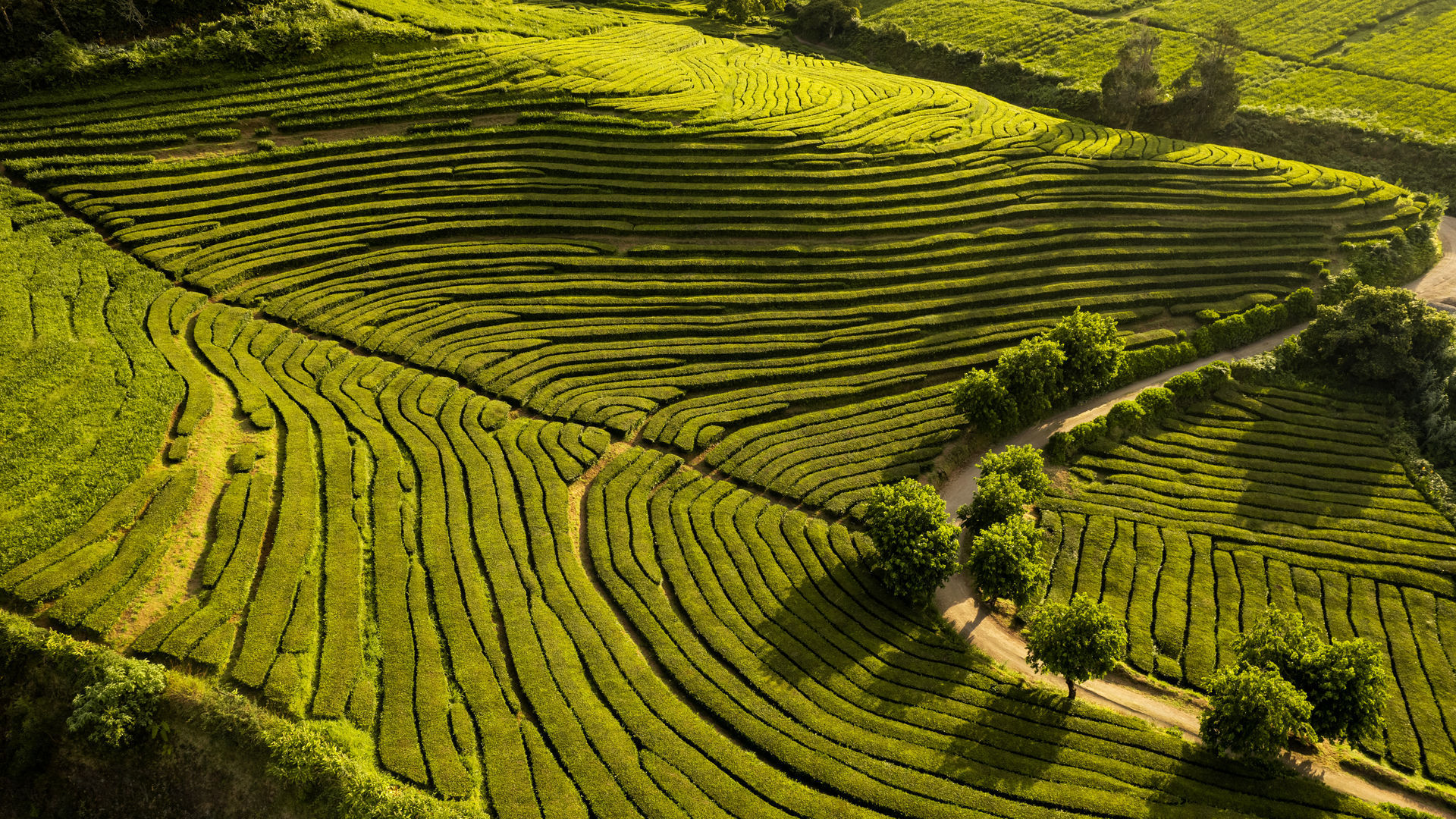 Plantações de Chá Gorreana