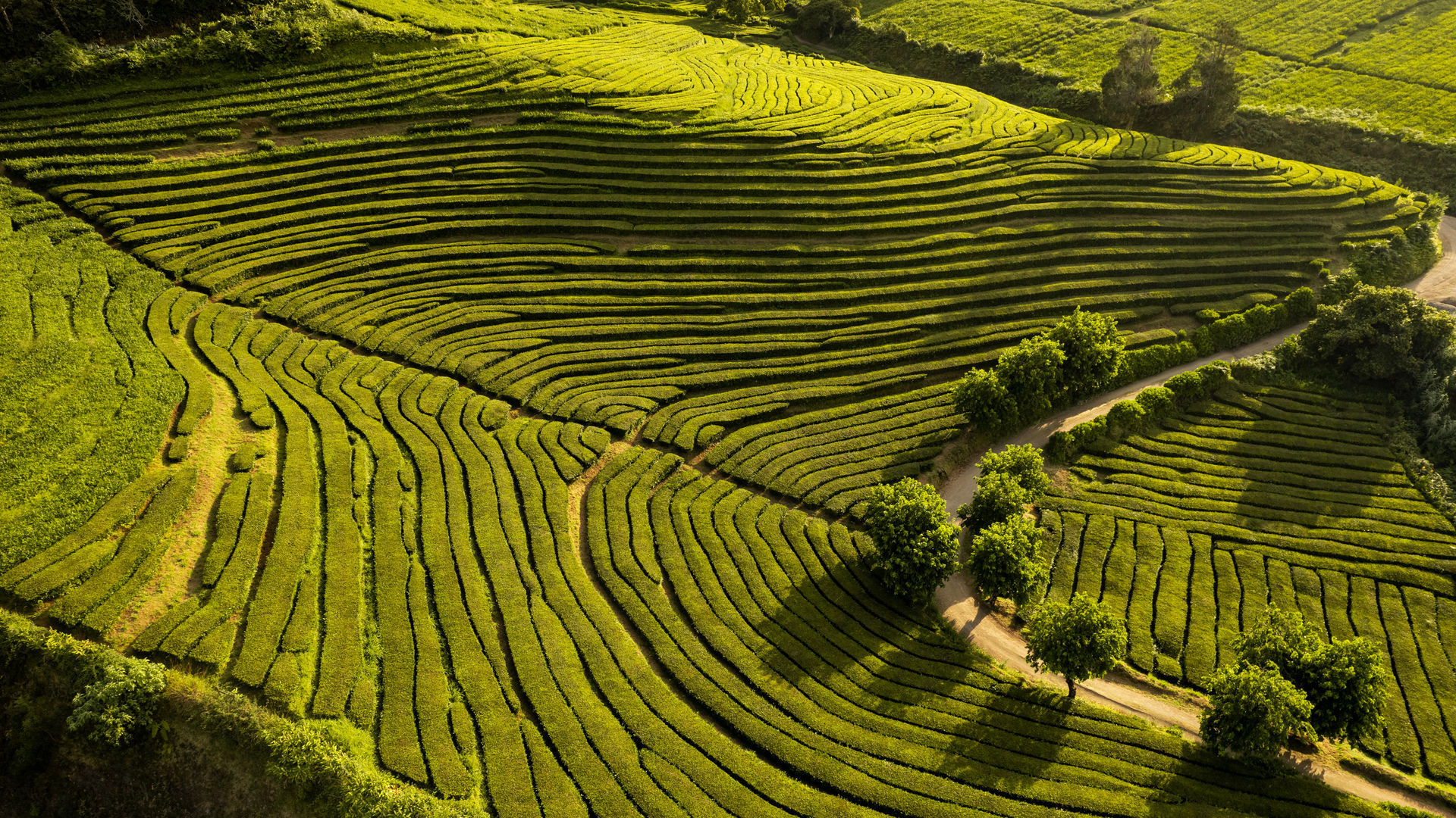 Plantações de Chá Gorreana