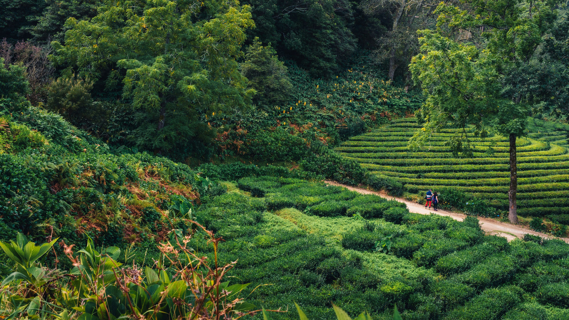 Plantação de Chá da Gorreana