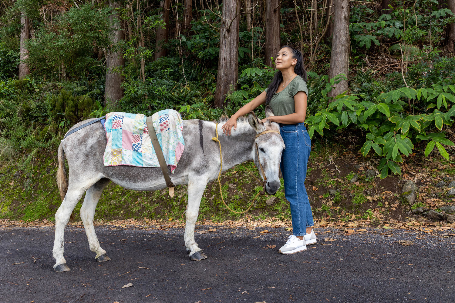 Burro Anão da Graciosa, Ilha Graciosa