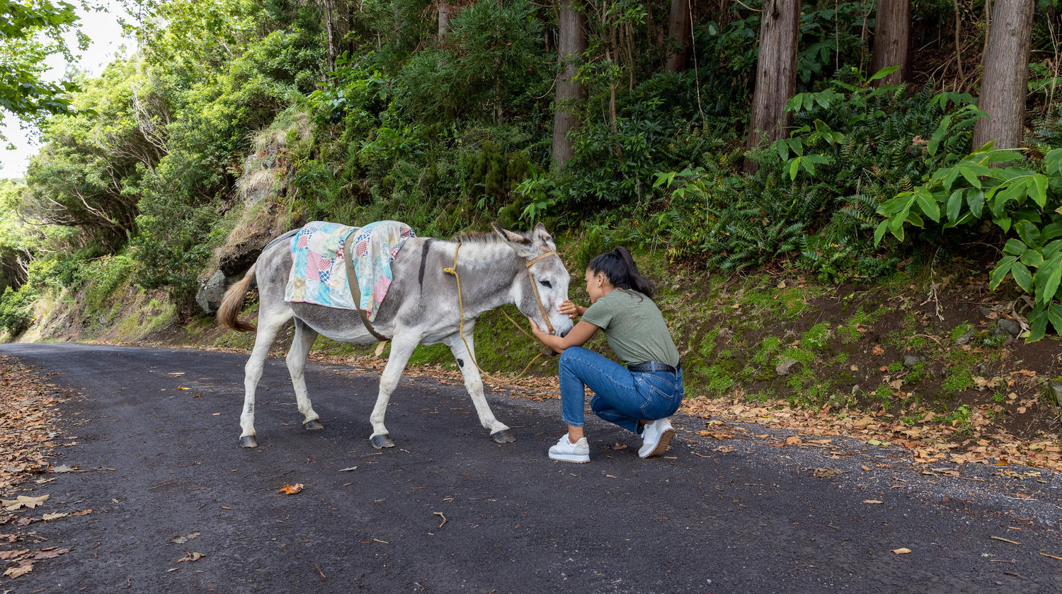 Burros Anões, Ilha Graciosa