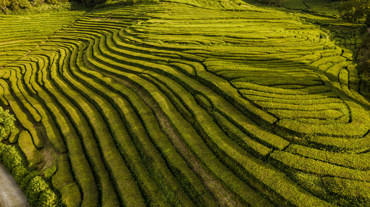 Plantações de Chá da Gorreana