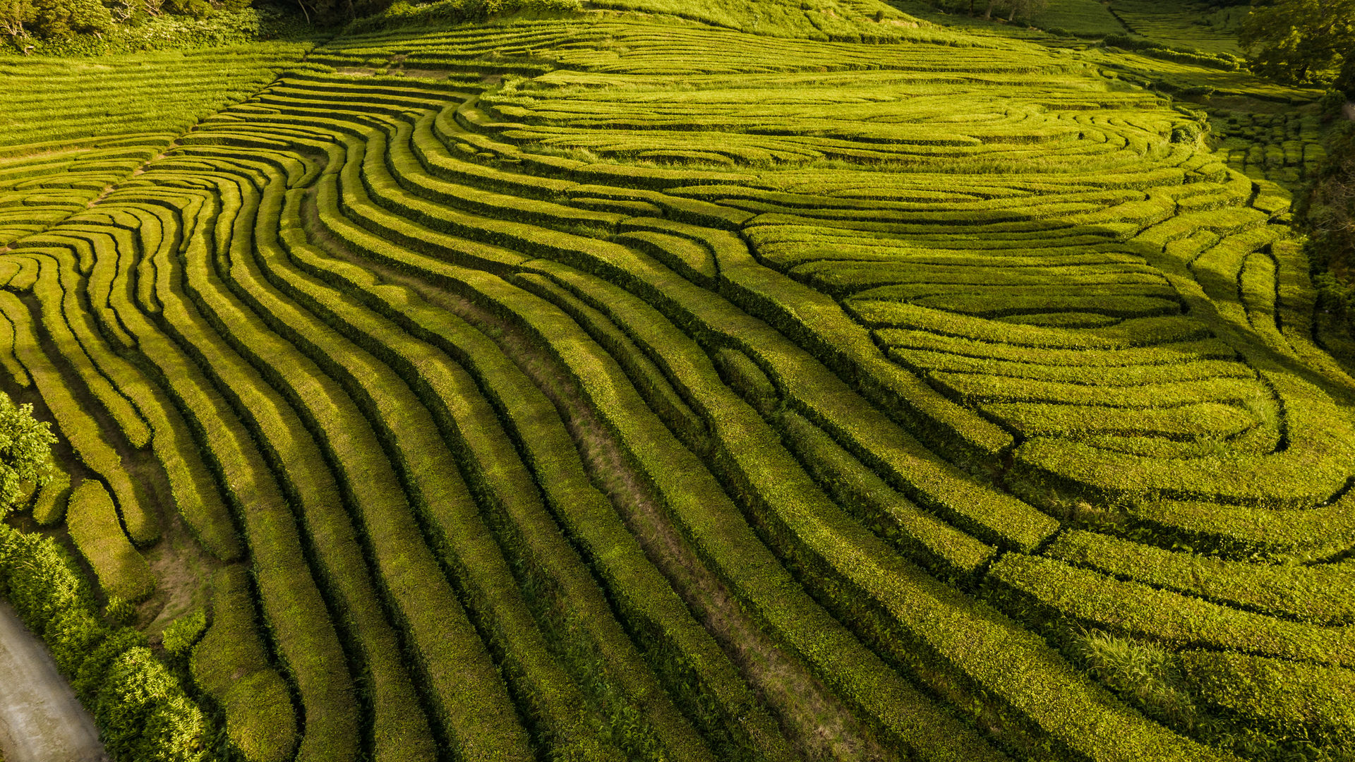 Plantações de Chá da Gorreana
