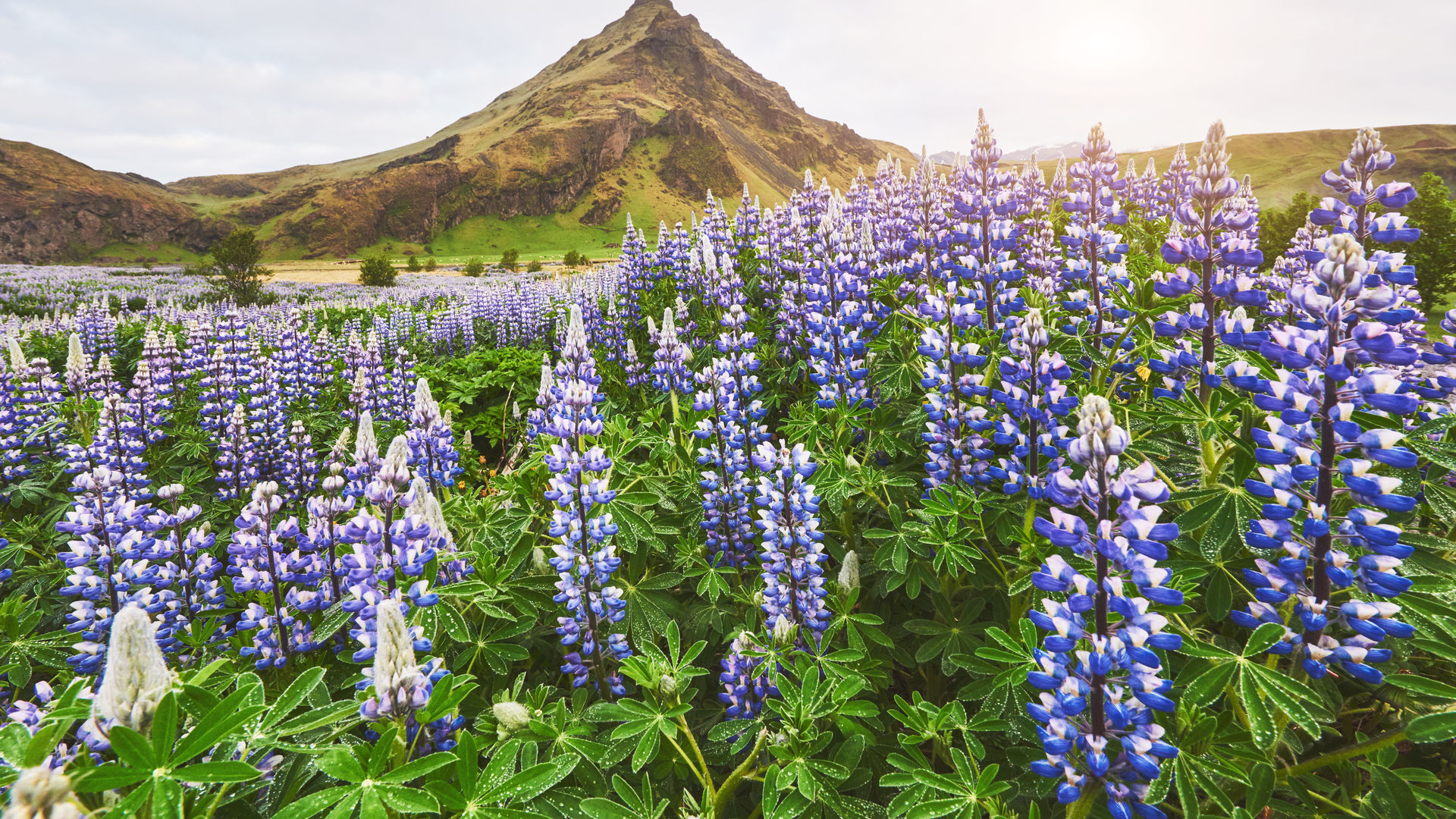 Paisagens Montanhosas da Islândia