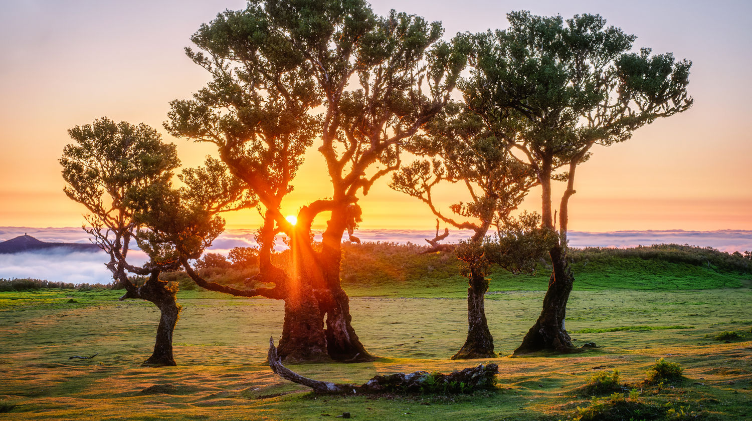 Floresta do Fanal