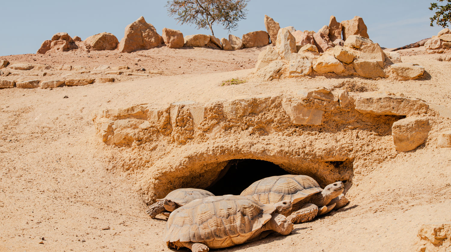 Parque Croco em Agadir, Marrocos