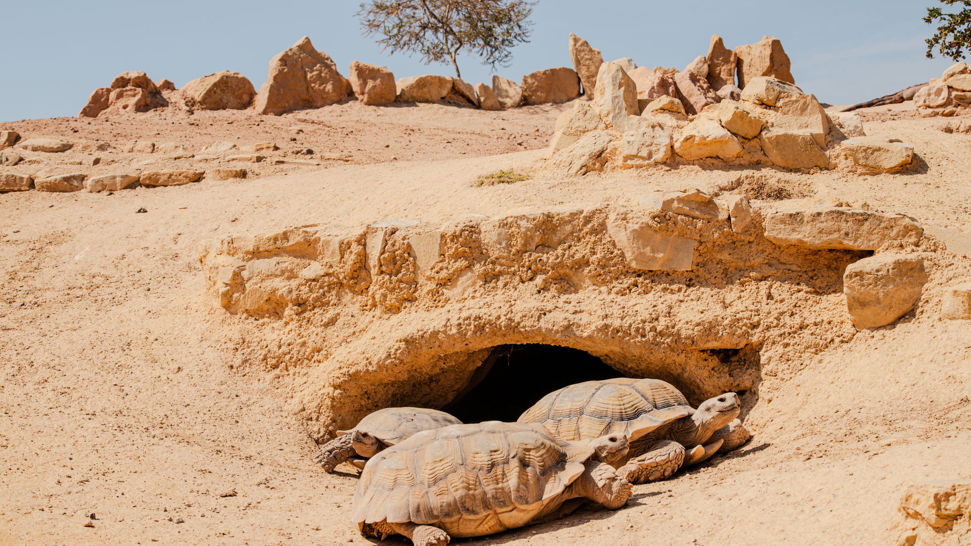 Parque Croco em Agadir, Marrocos