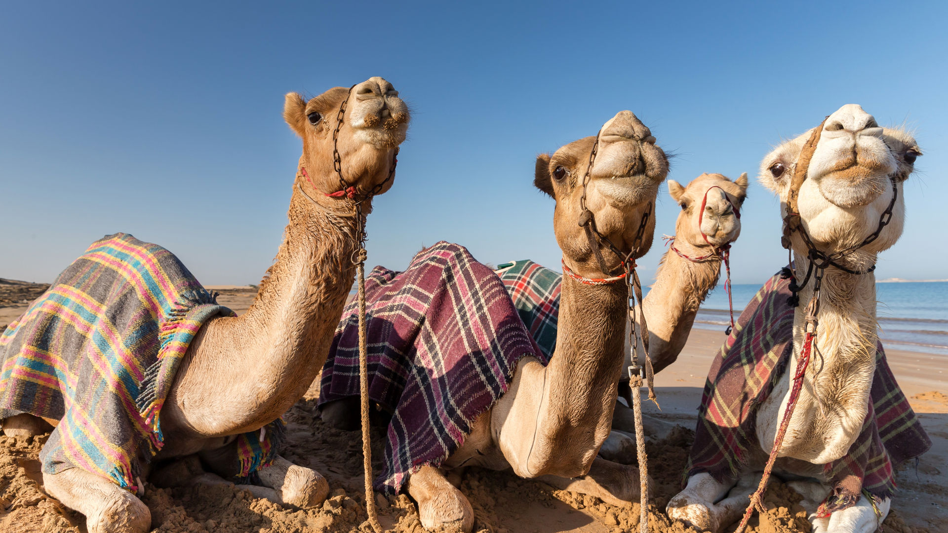 Camelos em Djerba
