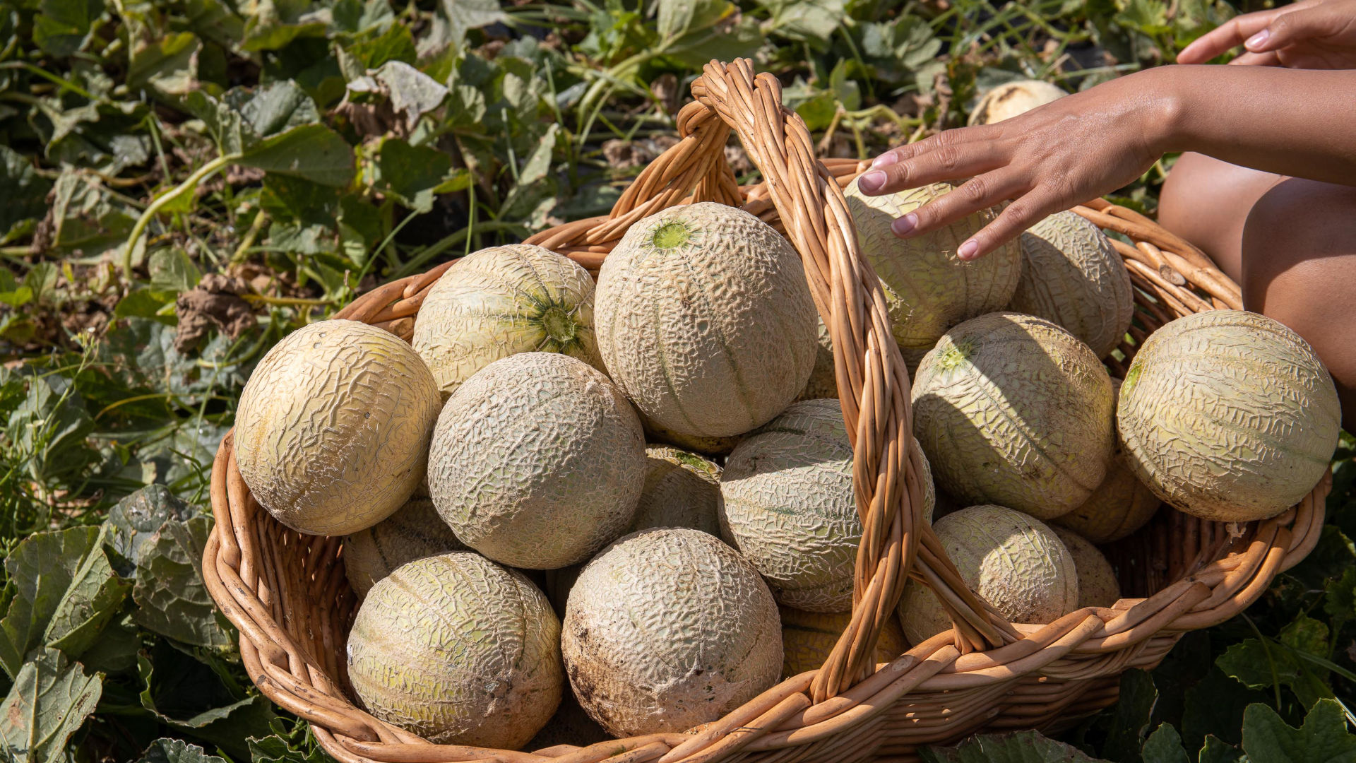 Meloas de Santa Maria