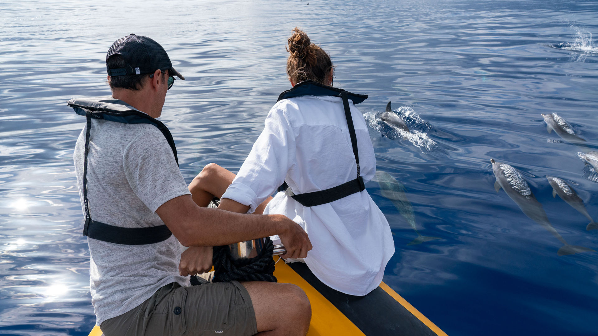 Observação de Baleias e Golfinhos, Ilha de São Miguel