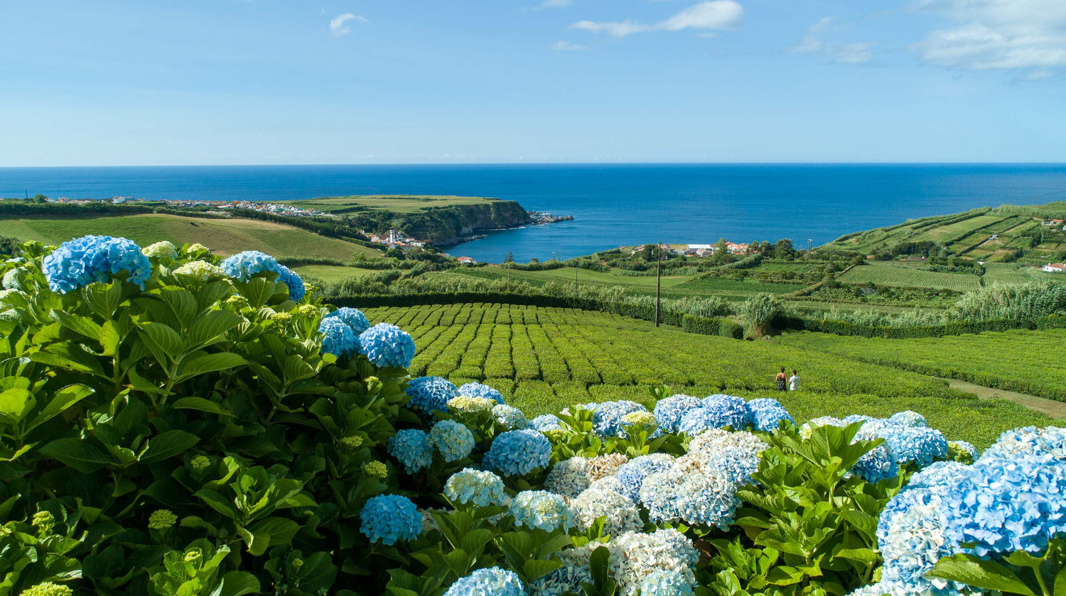 Plantação de Chá do Porto Formoso, Ilha de São Miguel