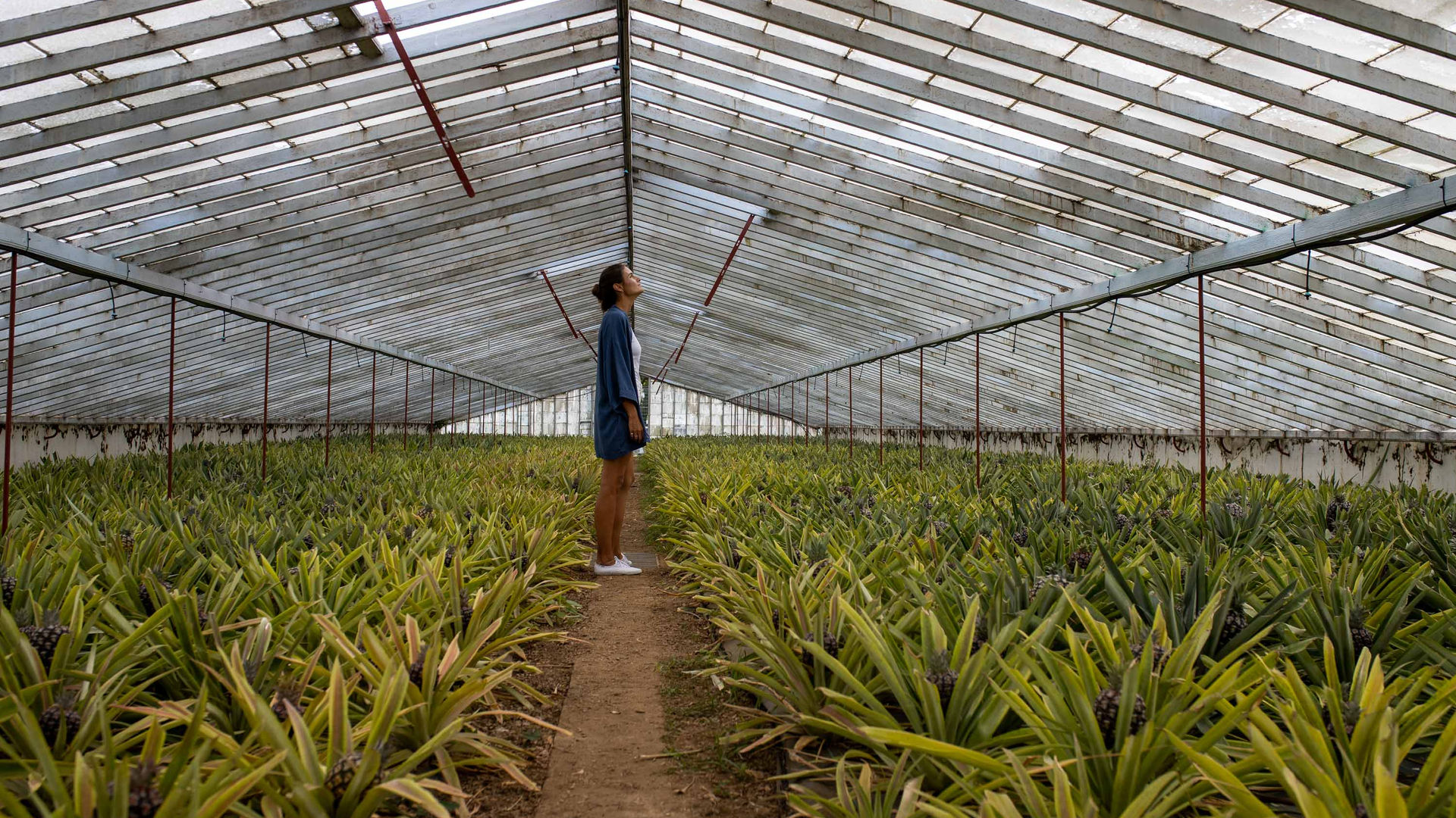 Estufas de Ananás, Ilha de São Miguel