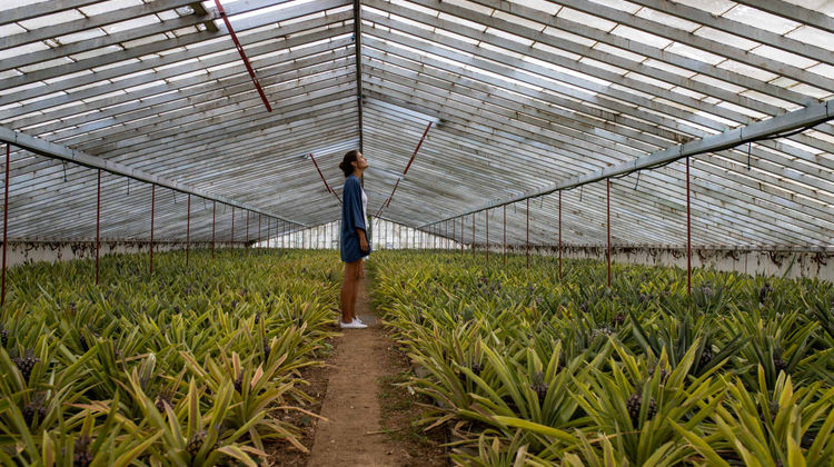 Estufas de Ananás, Ilha de São Miguel