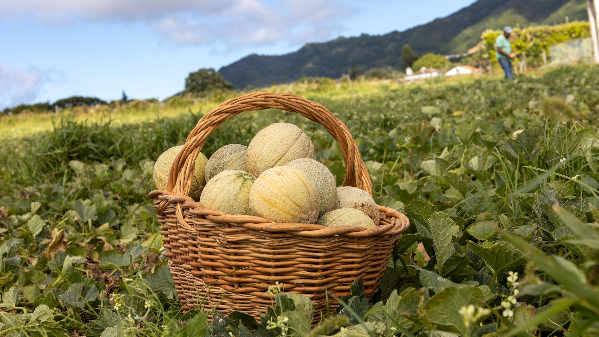 Meloa de Santa Maria