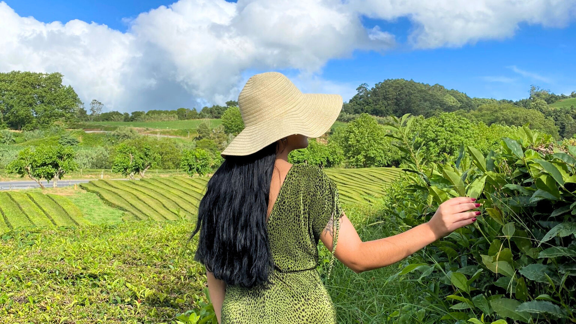 Plantação de Chá da Gorreana