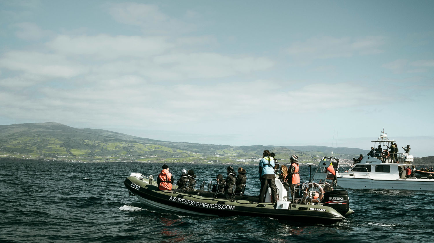 Observação de Cetáceos, Ilha do Faial