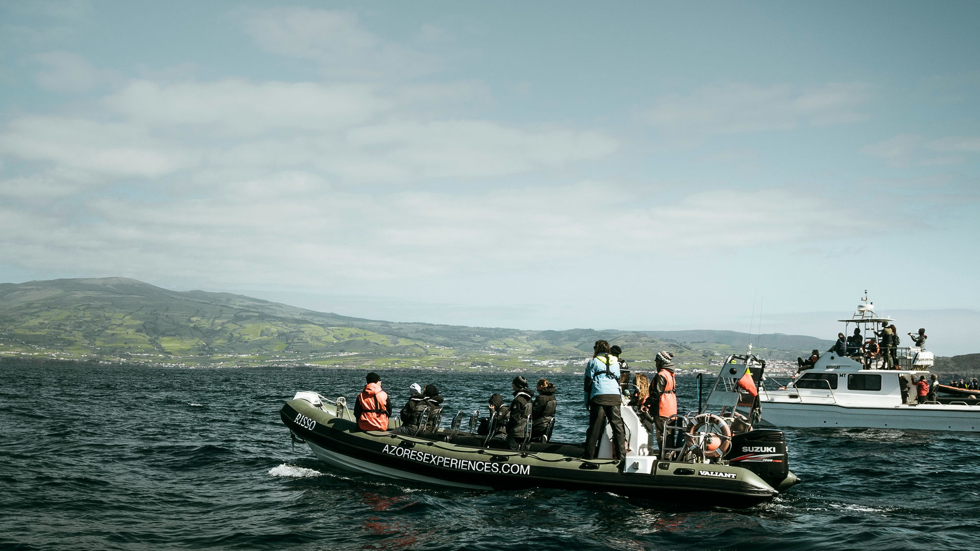 Observação de Cetáceos, Ilha do Faial