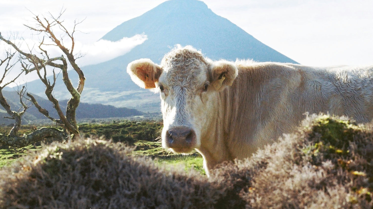 Vaca nos campos com a Montanha do Pico ao fundo