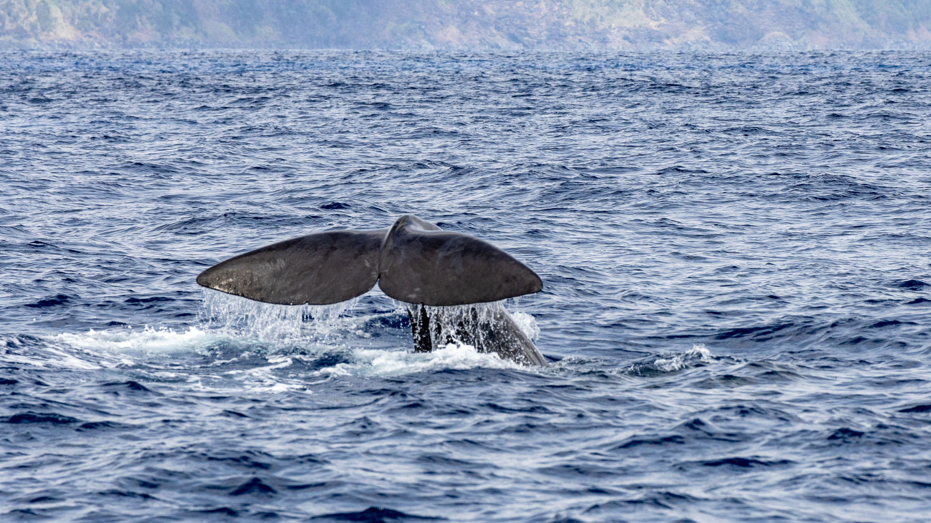 Observação de Baleias e Golfinhos, Ilha do Pico