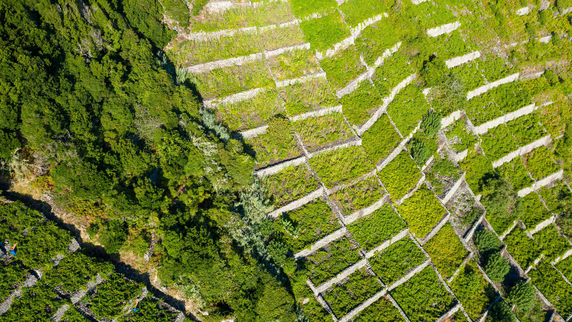 Vinhas da Ilha de Santa Maria